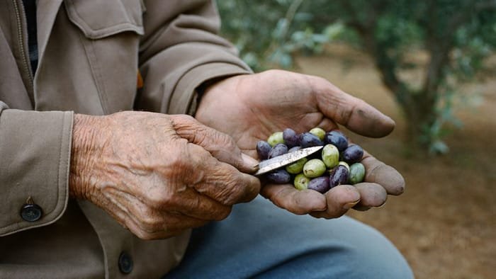 Hands holding just-picked olives