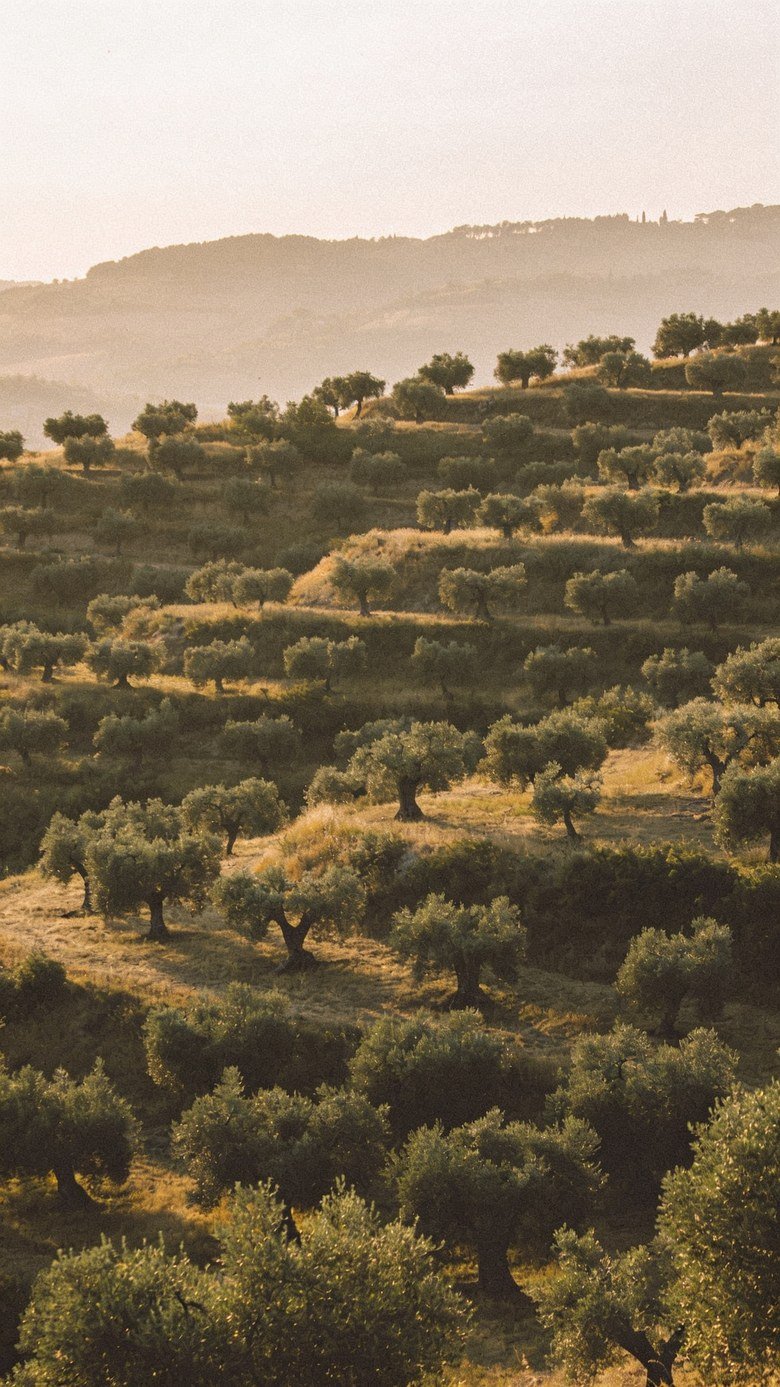 An olive grove on the terraced hills of Puglia at golden hour