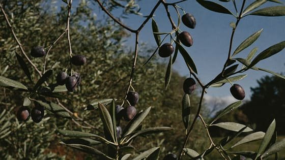 Coratina fruit on the branch