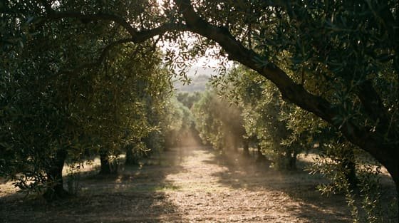 Sunlight through the pruned rows