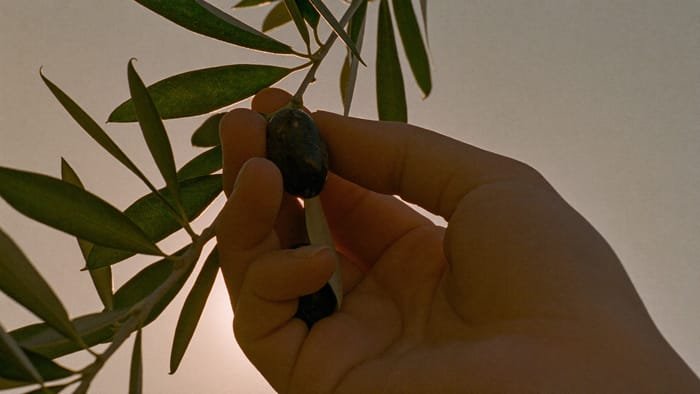 A hand picking olives at harvest